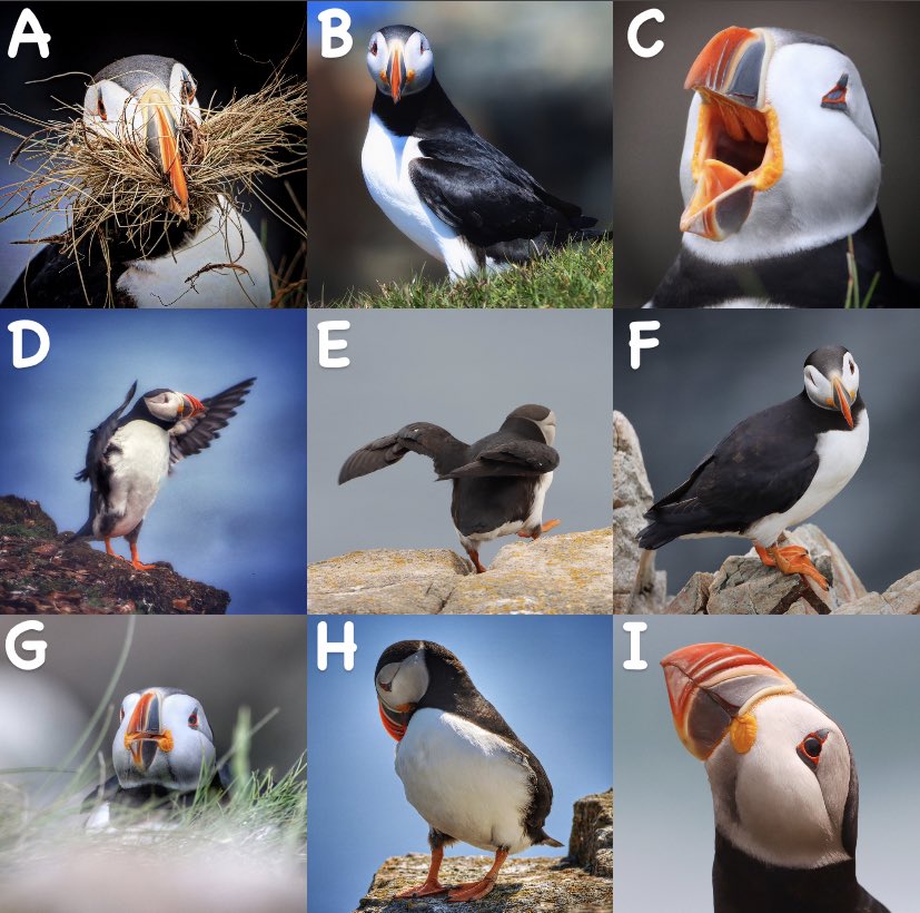 Good morning!
Which puffin are  you today? 
I’m G. 
Didn’t get much sleep last night and not quite ready to come out and start the day. 
Feel free to play along. :)