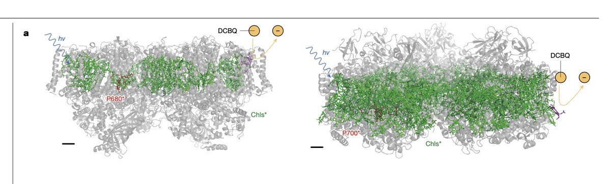 Corpus Christi (@corpuscambridge) on Twitter photo A very Corpus collaboration that results in new research published in <a href="/Nature/">nature</a> on 'hacking' photosynthesis by <a href="/tomi_baikie/">Tomi Baikie</a> <a href="/lauratwey/">Laura T. Wey</a> et al <a href="/JZhangLab/">Jenny Zhang</a>
<a href="/CJHoweLab/">Howe Lab</a> 2 of 2 <a href="/Cambridge_Uni/">Cambridge University</a>
bit.ly/42x8djK A very Corpus collaboration that results in new research published in <a href="/Nature/">nature</a> on 'hacking' photosynthesis by <a href="/tomi_baikie/">Tomi Baikie</a> <a href="/lauratwey/">Laura T. Wey</a> et al <a href="/JZhangLab/">Jenny Zhang</a>
<a href="/CJHoweLab/">Howe Lab</a> 2 of 2 <a href="/Cambridge_Uni/">Cambridge University</a>
bit.ly/42x8djK