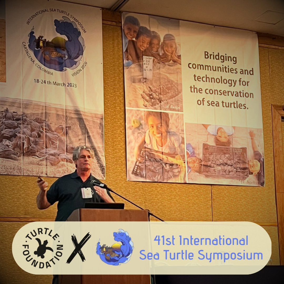 TurtleFound's tweet image. Hey Cartagena, we&apos;re here to talk about #seaturtles. Our Scientific Director Dr Thomas Reischig reviewed the last 5 years with the dog and drone team on Boa Vista and its efficiency yesterday. New record low of 10 poached turtles – let&apos;s call it a success! #ISTS41_Cartagena