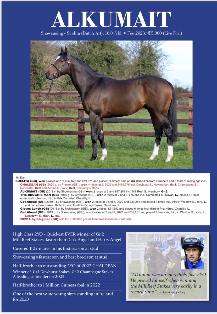 Capital_Stud's tweet photo. 👑Showcasing’s best bred son at stud.
👑Showcasing’s fastest son over 6f.

ALKUMAIT👑 available for €5,000.
Call now 086 384 4560 for your best deal. 📞 

#capitalbloodstock #capitalstallions #alkumait https://t.co/qVT9mSoiRq