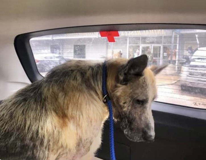 reddogsusie's tweet photo. GEO IS SAFE❤️🎉
Thanks to Midwest German Shepherd Rescue-see Freedom picture🥰
Pls honour pledges to:
treasurer@magsr.Org
Mail: MAGSR Po Box353 Mt.Airy,MD21227
Web: https://t.co/tsoLeDC33C
Pls ref: GEO #MASA21731
TYSM to all who helped him🤗 https://t.co/4q6GkrBIX5