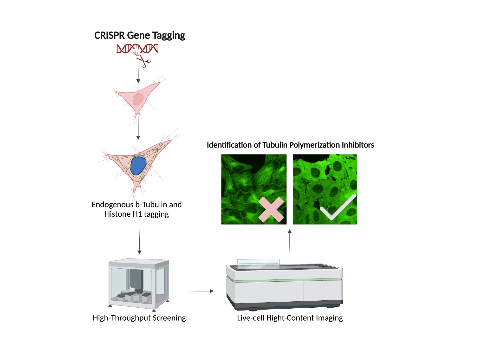 Biomolecules MDPI on Twitter "RecentlyPublished Read now ️