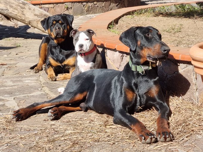 Quelques uns de mes petits amours 🥰 https://t.co/YvDXygrmjg<a href="/tag/mvsales"class="tags"><span>#mvsales</span></a>