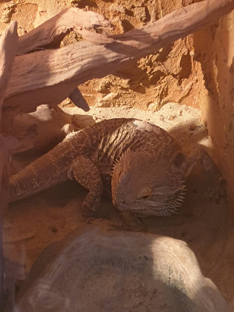 FlightOfStaz's tweet photo. @HourlyLizards No danger coming from it, zero brain cells detected. https://t.co/taia8NdwEg