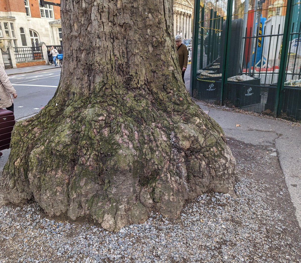 JayneFair998's tweet image. Saw this lovely tree in London yesterday, pretty sure it&apos;s a Plane but it reminded me of a dinosaur leg! @TiCLme