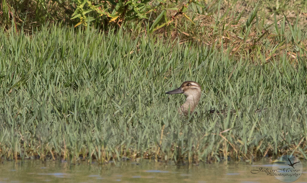 The Enthusiastic Birder: Lifer # 154 - Garganey - 2nd lifer for 2023 -  #Barbados  #BirdsOfBarbados #rarebird #BirdsSeenIn2023 #birding #CaribbenBirds @BirdsCaribbean @Team_eBird @birdsoftheworld ..... enthusedbirder.blogspot.com/2023/03/lifer-…