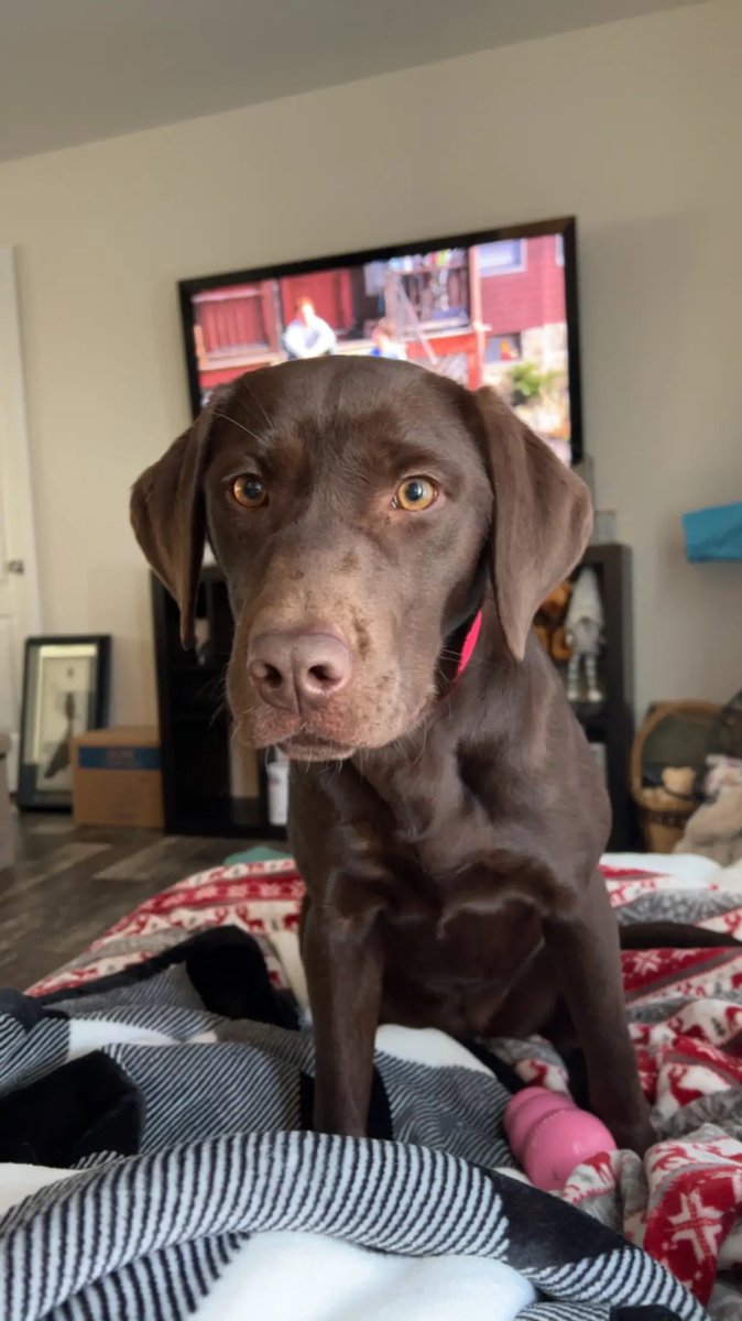 bmbrettster's tweet photo. @zachlanebryan Miss millie https://t.co/oWcesNQ6Lu