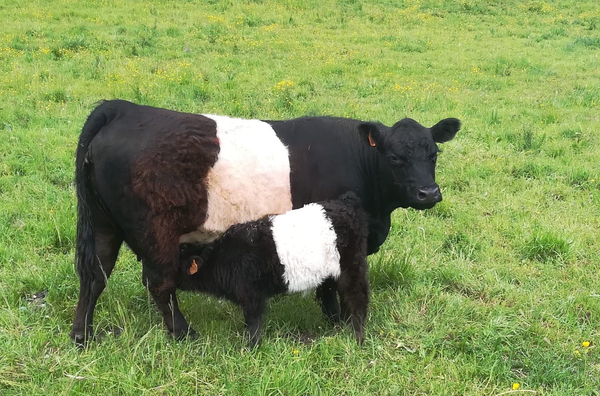 Retrouvez la note de #conjoncture #viande de mars 2023 ! Les #cotations bio sont désormais disponibles.
coordinationrurale.fr/images/section… 
Pour la recevoir tous les mois, rendez-vous sur coordinationrurale.fr/sections/viand…