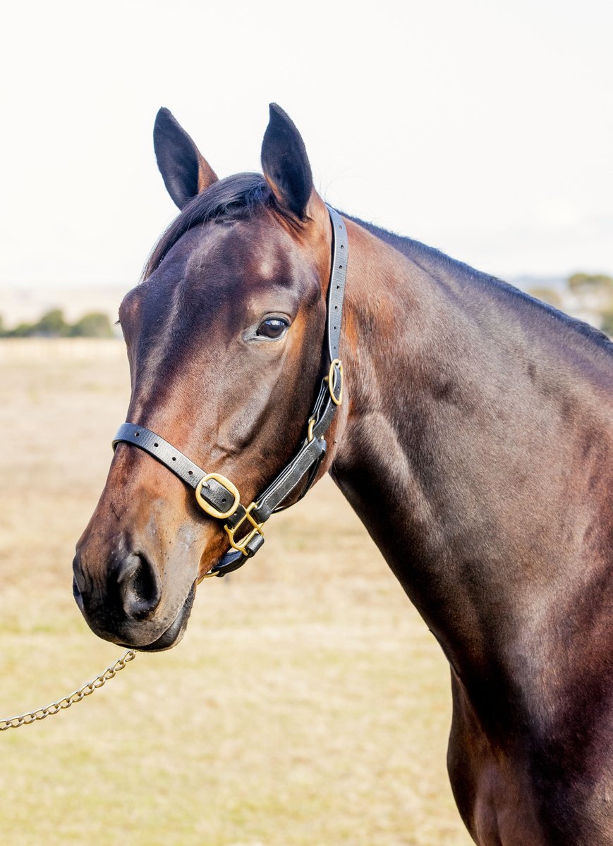 NIXON BLOODSTOCK tweet media