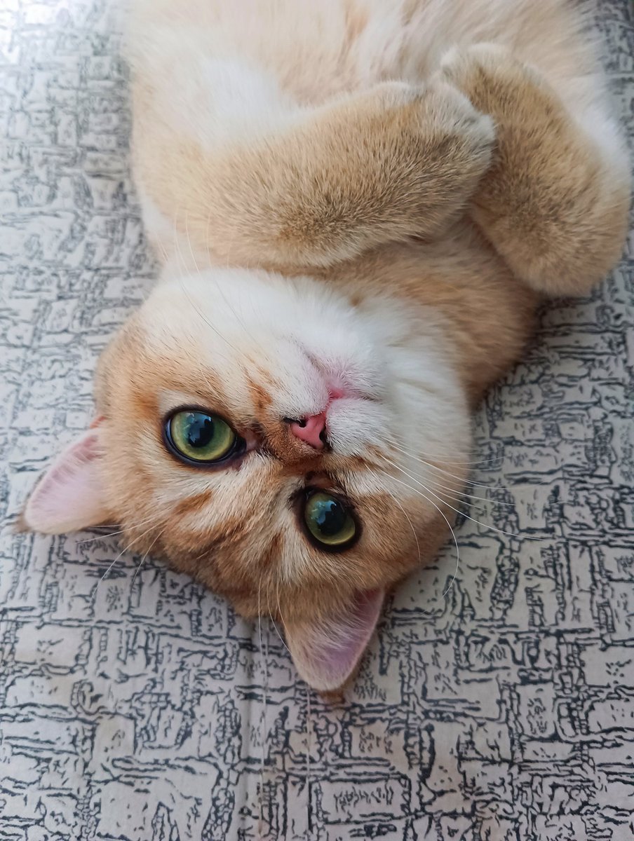 anchieff_dev's tweet photo. За три месяца такие щеки нашел)
#коточетверг https://t.co/eaZ7wrWBzl