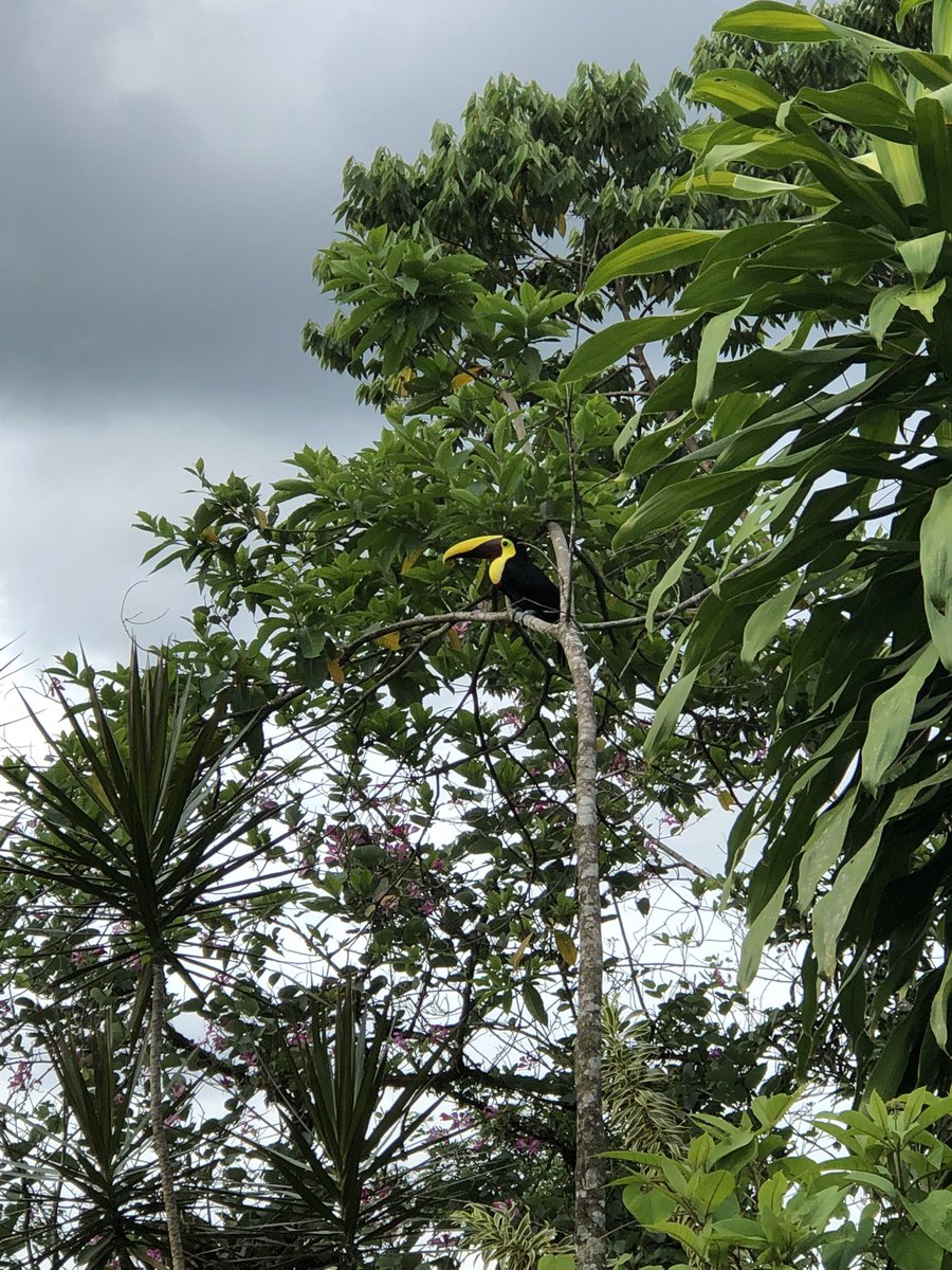 TPopo10's tweet photo. @fiago7 Costa Rica 🇨🇷 https://t.co/KFKS6zngeQ