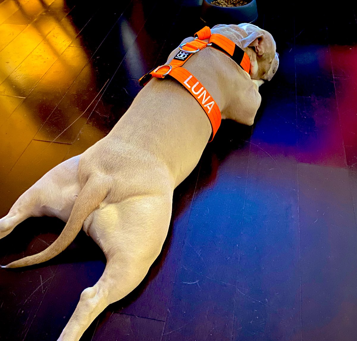 Pitladies tweet media