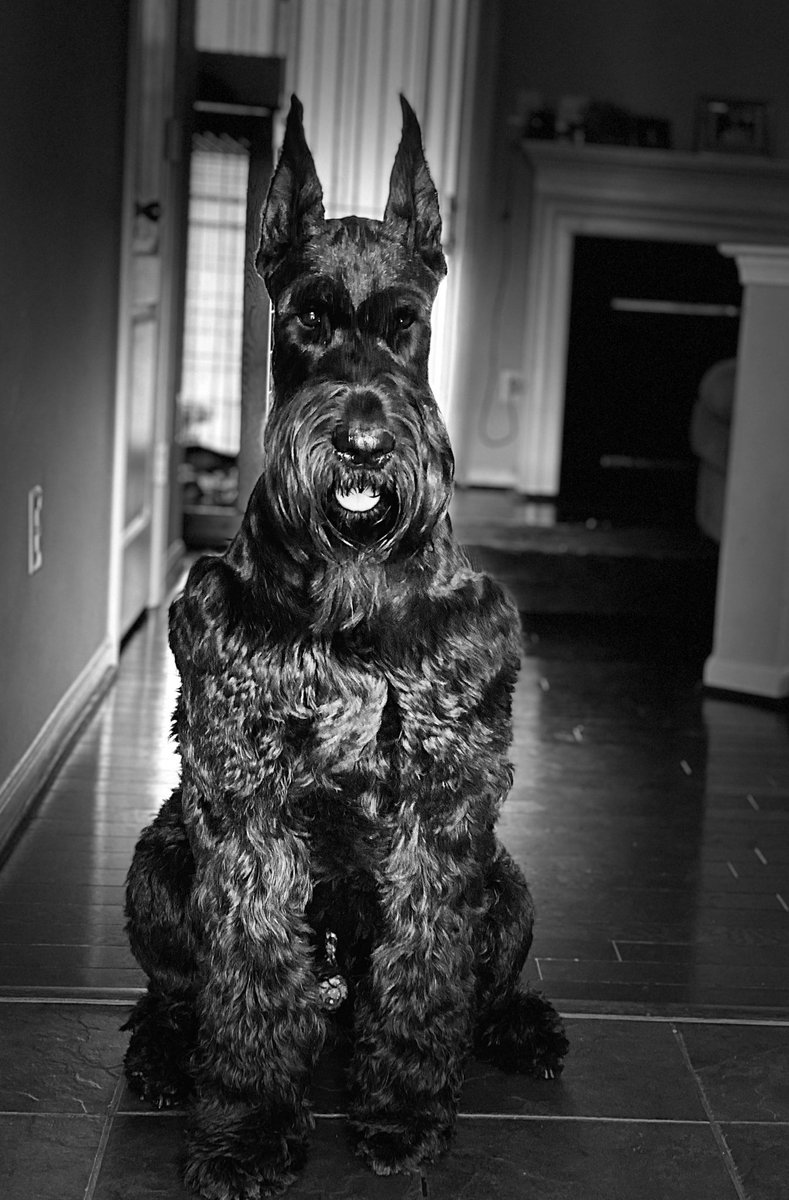 TeacherDcps's tweet photo. Happy National Puppy day from our favorite pup pup Apollo to yours !  Parents: Andre and Andrea Eccles from Forestville, MD #getupDc @GetUpDC https://t.co/ti70n1WYFl