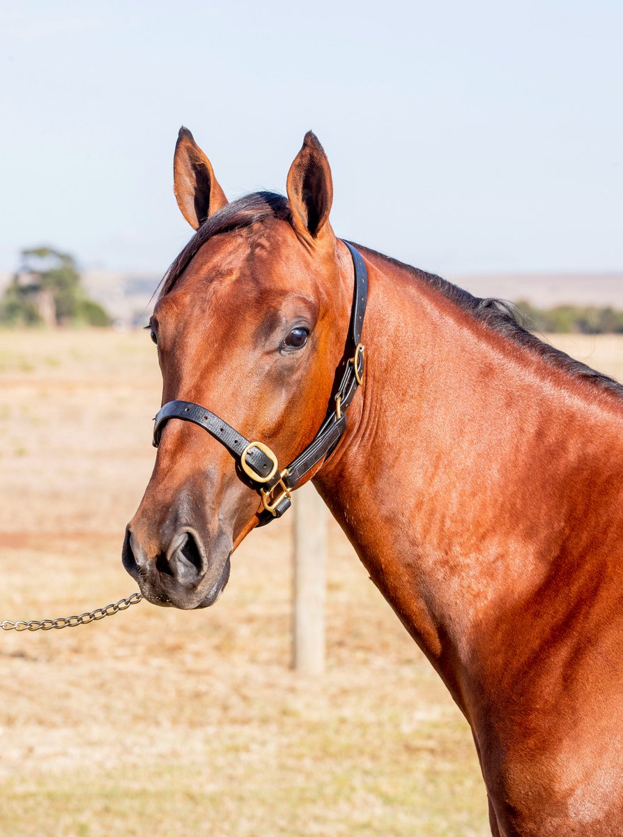 NIXON BLOODSTOCK tweet media