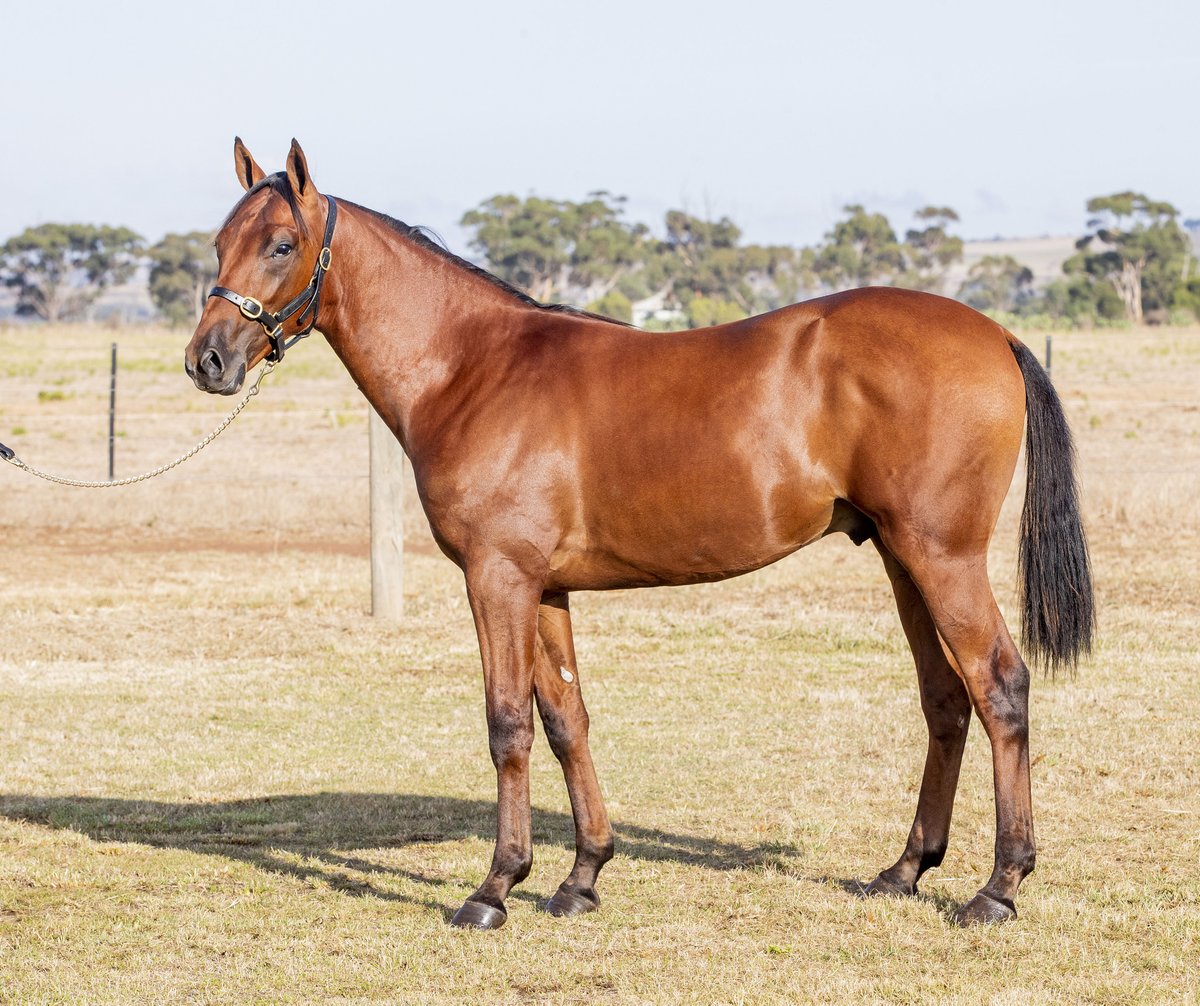 NIXON BLOODSTOCK tweet media