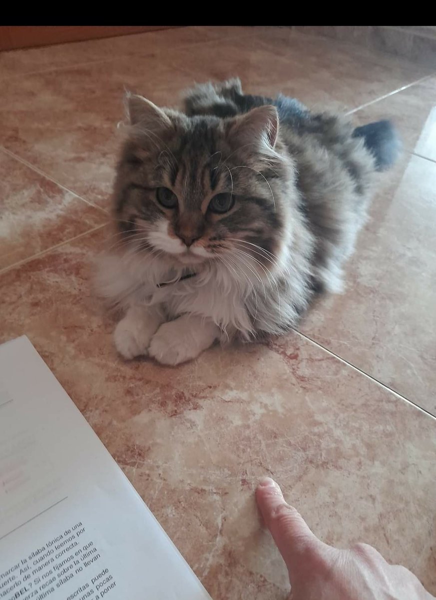 Marisa84157935's tweet photo. Otro caso de una #gata dada en #ADOPCIÓN teniendo #Familia y qué se NIEGAN a DEVOLVED😿💔😡
#Madrid @ComunidadMadrid @medioambientecm
#Devolvedapiruleta
Ahora le han llamado #Molly
Su #Familia
VERDADERA y 2 niños la esperan.#feliz y querida NO #abandono https://t.co/lBzZ4K0hOV… https://t.co/bDCnWkNQIx