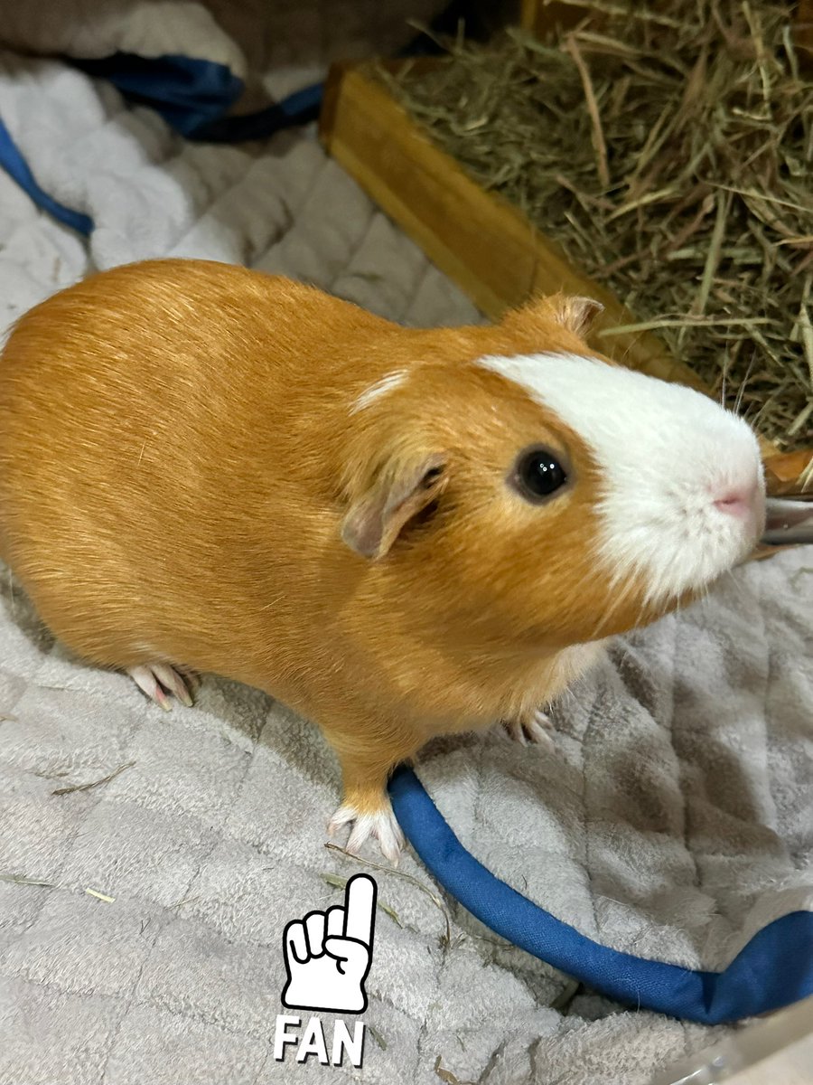 saku39_neko's tweet photo. I love her tiny cute finger 🧡 #guineapigs #pucchi https://t.co/sjFdlkBqxn
