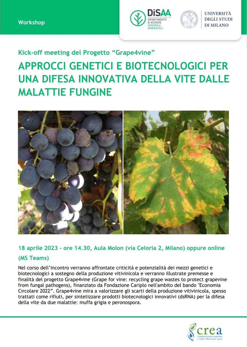 grape4vine's tweet photo. 📆 SAVE THE DATE! 18 aprile 2023 - ore 14:30 
🧑‍💼 Workshop su APPROCCI GENETICI E BIOTECNOLOGICI PER
UNA #DIFESA INNOVATIVA DELLA #VITE DALLE
#MALATTIE #FUNGINE
🏫 Aula #Molon del @disaa_press, 
@LaStatale
👇👇👇👇 https://t.co/M3o6gkStAn
