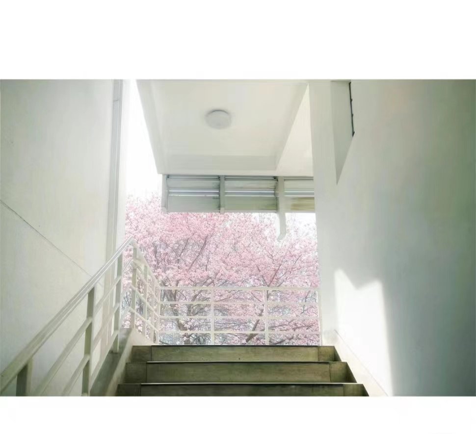 UpGuizhou's tweet image. 校园里的春天，是你的回忆吗？Spring in compus,is your memory?#compus #school #Spring #SpringinChina #FlowersinGuizhou