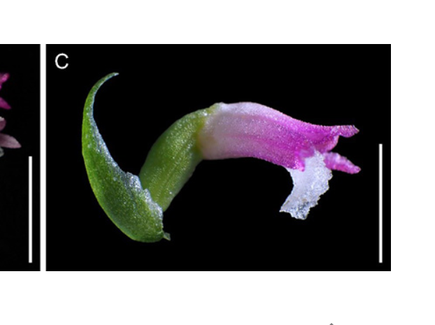 Científicos descubren orquídea similar al cristal wp.me/p4HSQj-1sCx