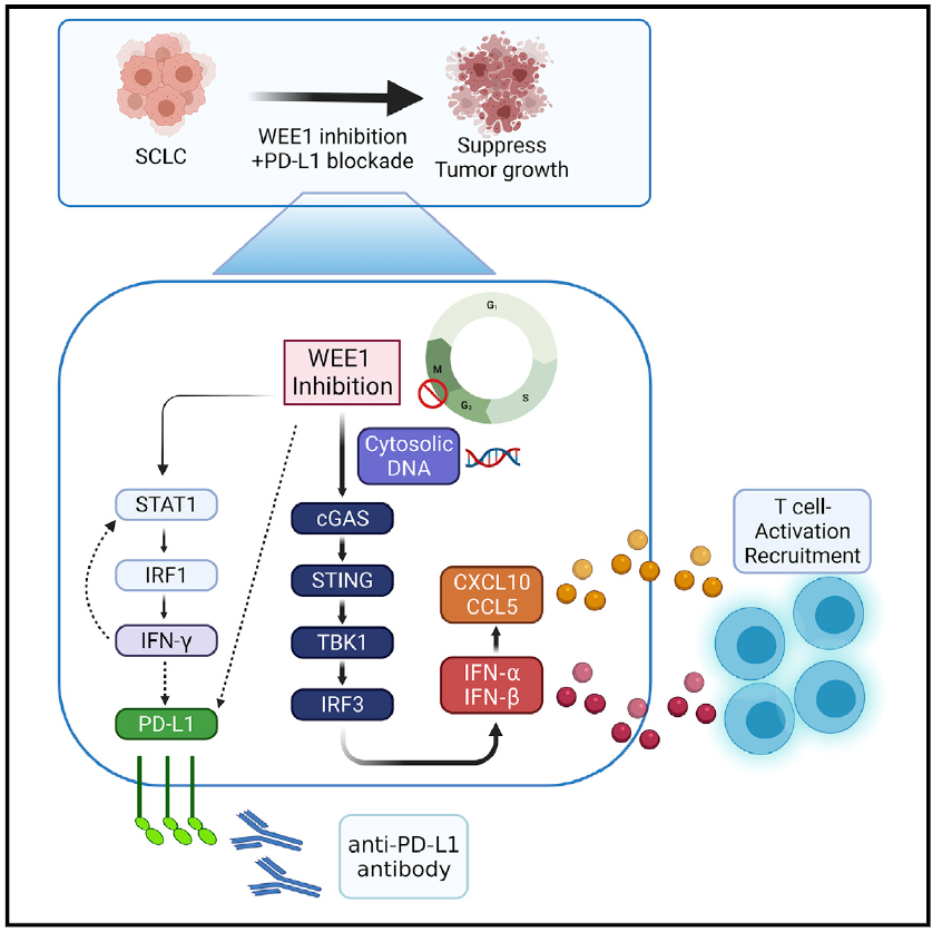 triparnasen's tweet photo. 5/6 Finally we showed that #WEE1 inhibition causes a multi-modal #immune modulation by concurrent activation of #STING and #STAT1 pathways which led to an increase in #interferon &amp; #chemokine expression and #Tcell recruitment. https://t.co/sfrMLMMwFb
