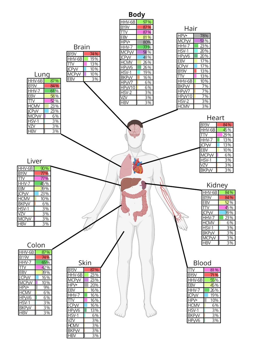 Bioinformaticx's tweet image. Unmasking the tissue-resident eukaryotic DNA virome in humans

doi.org/10.1093/nar/gk…

#Bioinformatics 
#Bioinformaticx