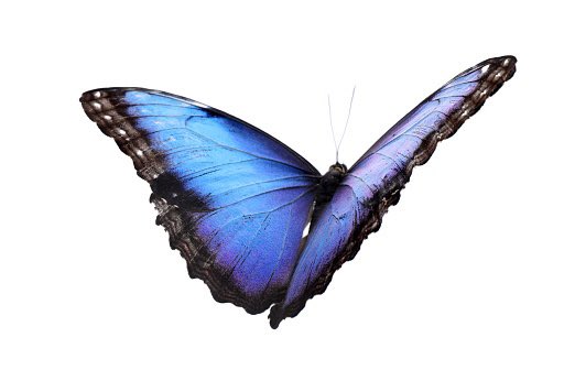 exdunker's tweet photo. The struggle that you’re in gives you wings to fly. -CDS #Refuse2Settle https://t.co/8Zieest4tF
