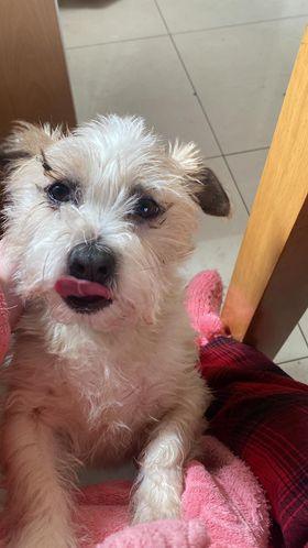 Has anyone seen this dog missing since half8 of this morning around the Athboy area goes by the name Pumba. ift.tt/W9Nh5EQ