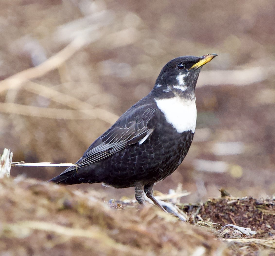 SHG123123's tweet photo. Ring Ouzel at Cutthroat Bridge across from Hordron Edge @shefbirdstudy Friday 17/3/2023 my first of the year ☺️ https://t.co/ufDhkGYX1s