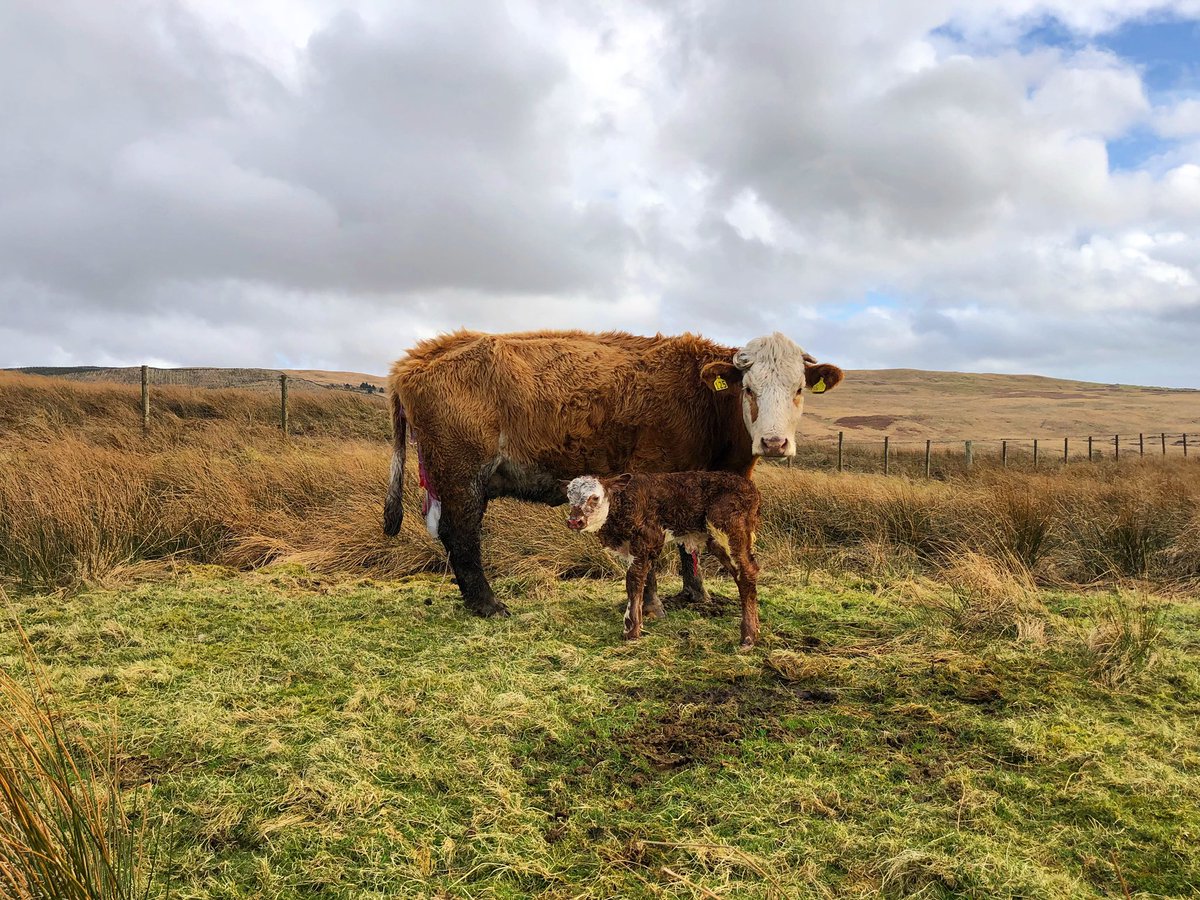 helengeorgina94's tweet photo. Good morning! Moving our Sim x Luing group yesterday must have started something off for this girl. Nice fresh bull calf this morning! 🐮💙

#simluingcattle #outdoorcalving https://t.co/Mhvmpt6Rwz