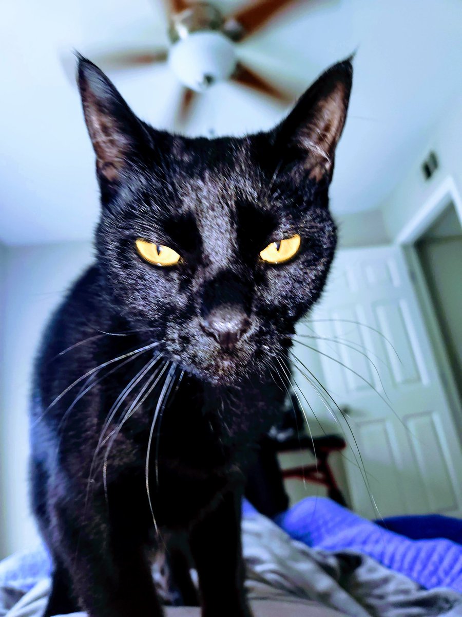 #OpAcousticKitty (@doomscroller365) on Twitter photo 