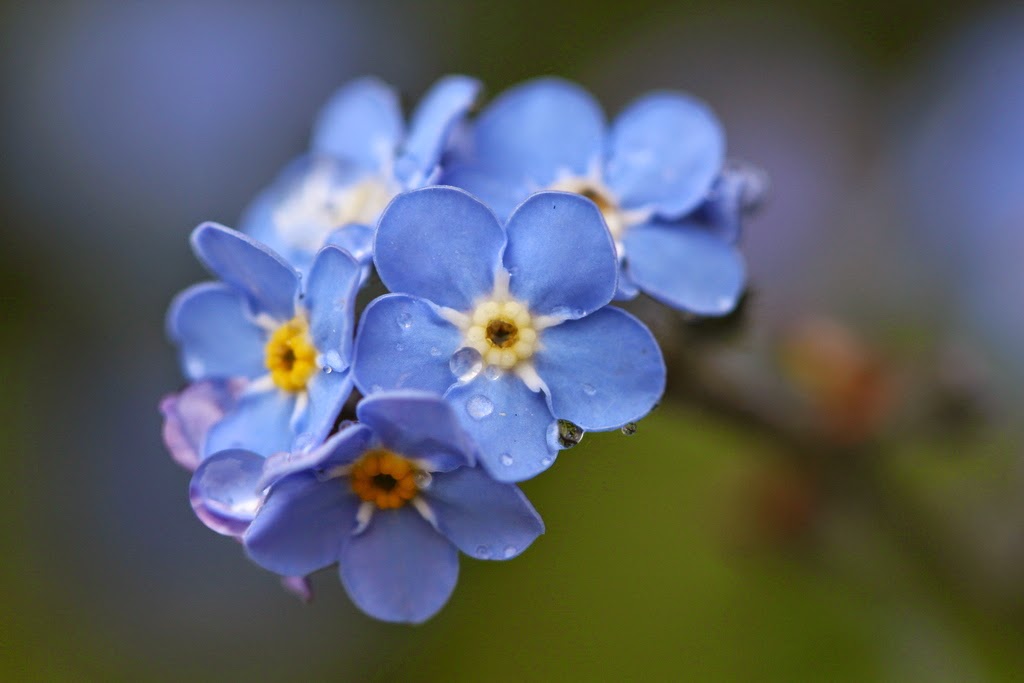 On reviendra aux choses vivantes, vraies.
Mais pour ça, il faudra que le point de lassitude extrême soit atteint.
Il faudra qu'on ne puisse pas faire autrement.
L'homme n'est pas plus mauvais aujourd'hui qu'hier,
il est seulement plus perdu.

Christian Bobin
Le Plâtrier Siffleur