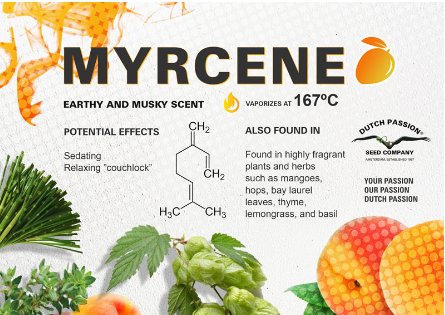 TakodanaPt's tweet image. Myrcene: A musky terpene found in mangoes and hops. #relaxation #painrelief #sedative

#Terpenes
Image by @DutchPassion_