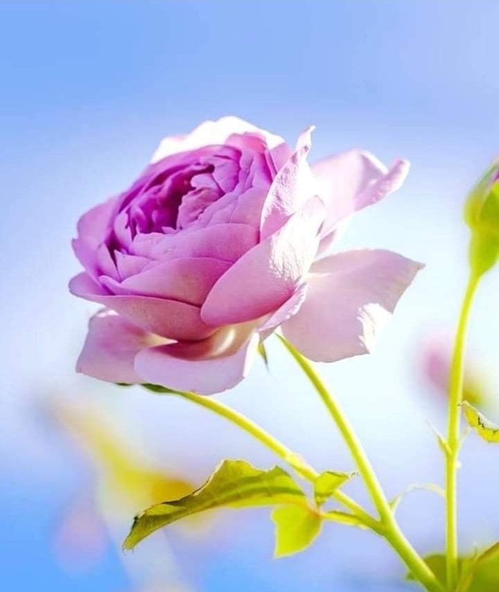 _kinem_aliel's tweet photo. Se a vida é feita de escolhas, eu escolho ser feliz hoje, amanhã e sempre!...   
#SatNam.✍️
                       ...🪻
                      .🌻
                     .🌹
Vem comigo 🫴
Leddy 🫂💚💫💥
@Lediane95790645 
#dearestfriend 💖
#LifeIsBeautiful 💥 https://t.co/6F5RYaA2bM