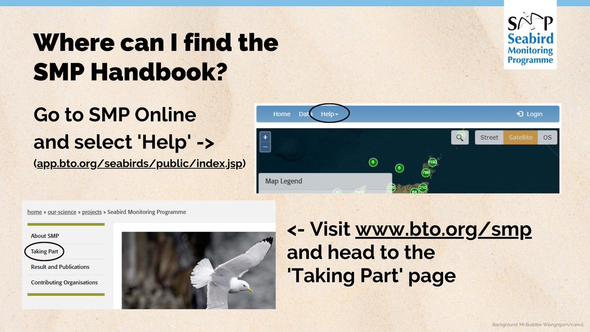 Looking forward to the 2023 SMP survey season? Want to refresh your memory on methods? ⬇️is how to locate to SMP Handbook. It's big(!) but focus on the species chapters relevant to you & use SMP Online to see how the site/species were surveyed before. @_BTO @JNCC_UK @RSPBScience