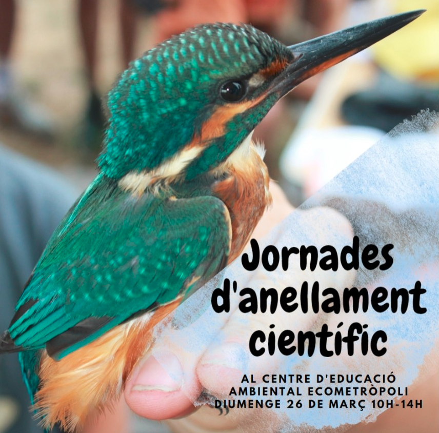 scgramenet's tweet photo. Torna el programa d'activitats mediambientals 
Aquest dissabte (11.30 a 13.30 h) «Rastres i Petjades» a l’Aula Ambiental Isabel Muñoz de Can Zam, i diumenge (10 a 14 h) anellament científic a @ecometropoli 
Inscripcions a ecometropoli@gramenet.cat
#mediambient #santacoloma https://t.co/GvHuUkoKjU