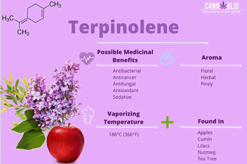 TakodanaPt's tweet image. Terpinolene: A fresh, piney terpene found in cumin and lilacs. #antioxidant #sedative #antibacterial

#terpinolene #medicalcannabis
infography by @CannablissUK