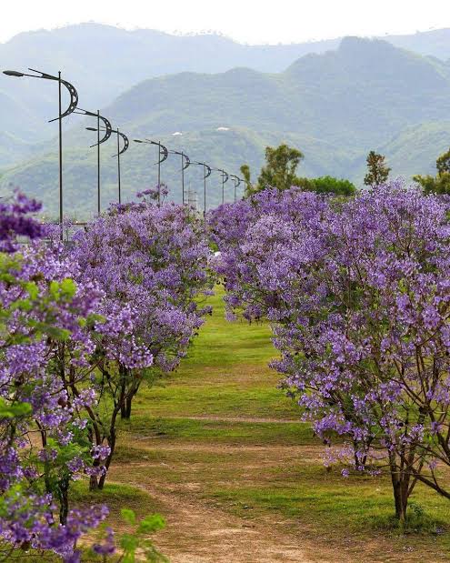 khawajaNNInews's tweet photo. اسلام آباد میں موسم بہار کے رنگ
#Islamabad #Pakistan
#SpringInIslamabad https://t.co/68WINo7CSj