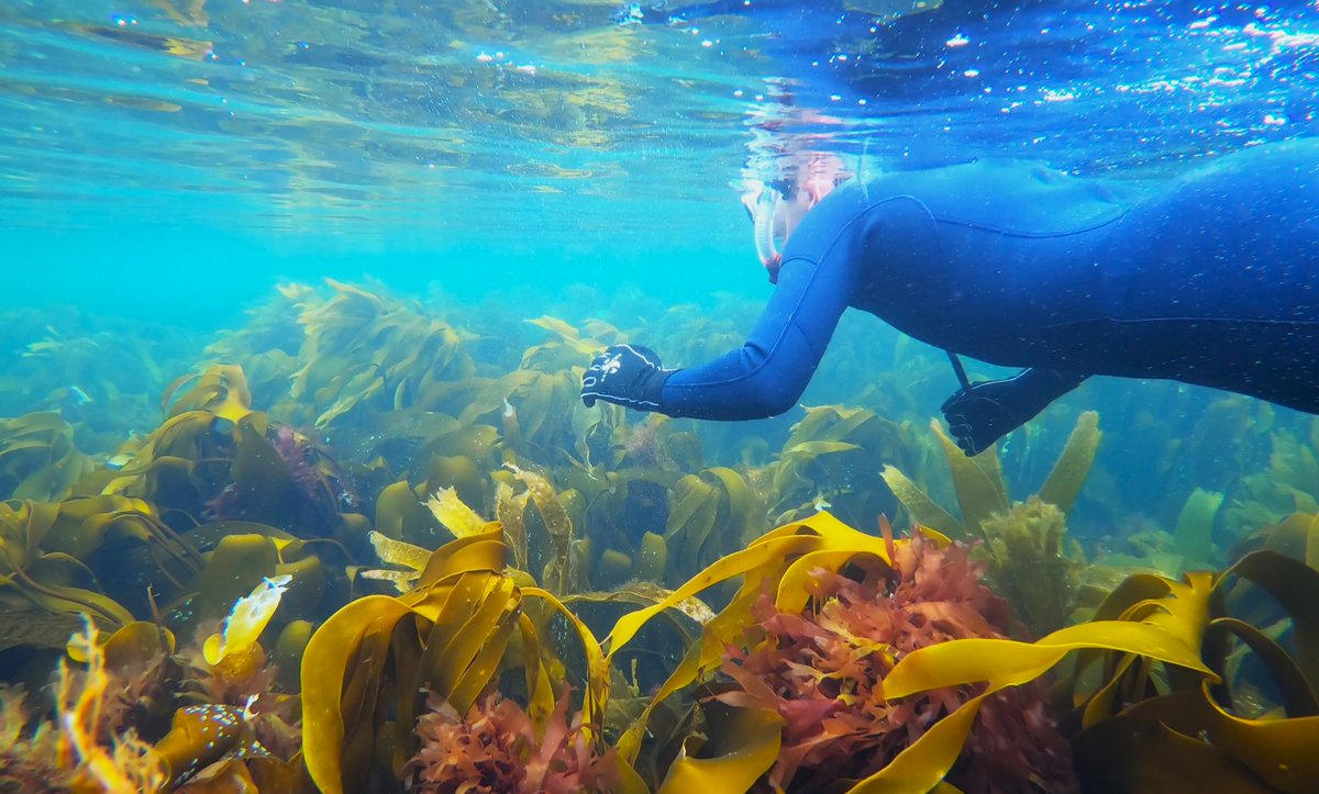 Given the day that's in it, I thought id post some of the best photos I have from our adoptive county of #sligo. These were taken in Mullaghmore last summer, with no filter. #heartofireland #heartofsligo #sligomoments #sligo #ireland #snorkellingireland #snorkellingirl #GoPro
