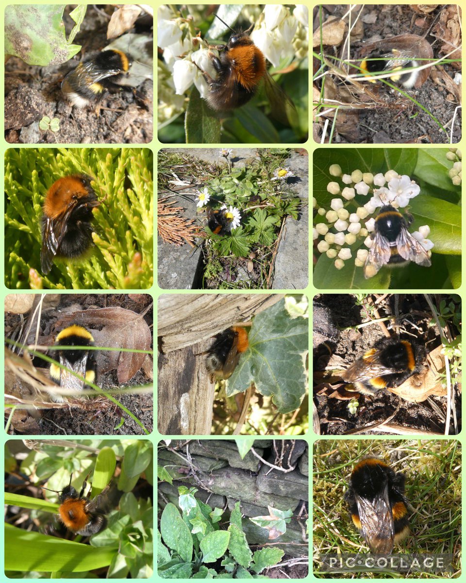 bumblebuddeez's tweet photo. Bumblebees are coming out of hibernation now, looking for food and shelter. Where can they build their nests? #BeeTheChange @BumblebeeTrust have made an excellent animated video giving three suggestions. Can you help to provide homes for Bumblebees?🐝🙏🐝#InsectThursday https://t.co/1YJOcfCH7Q