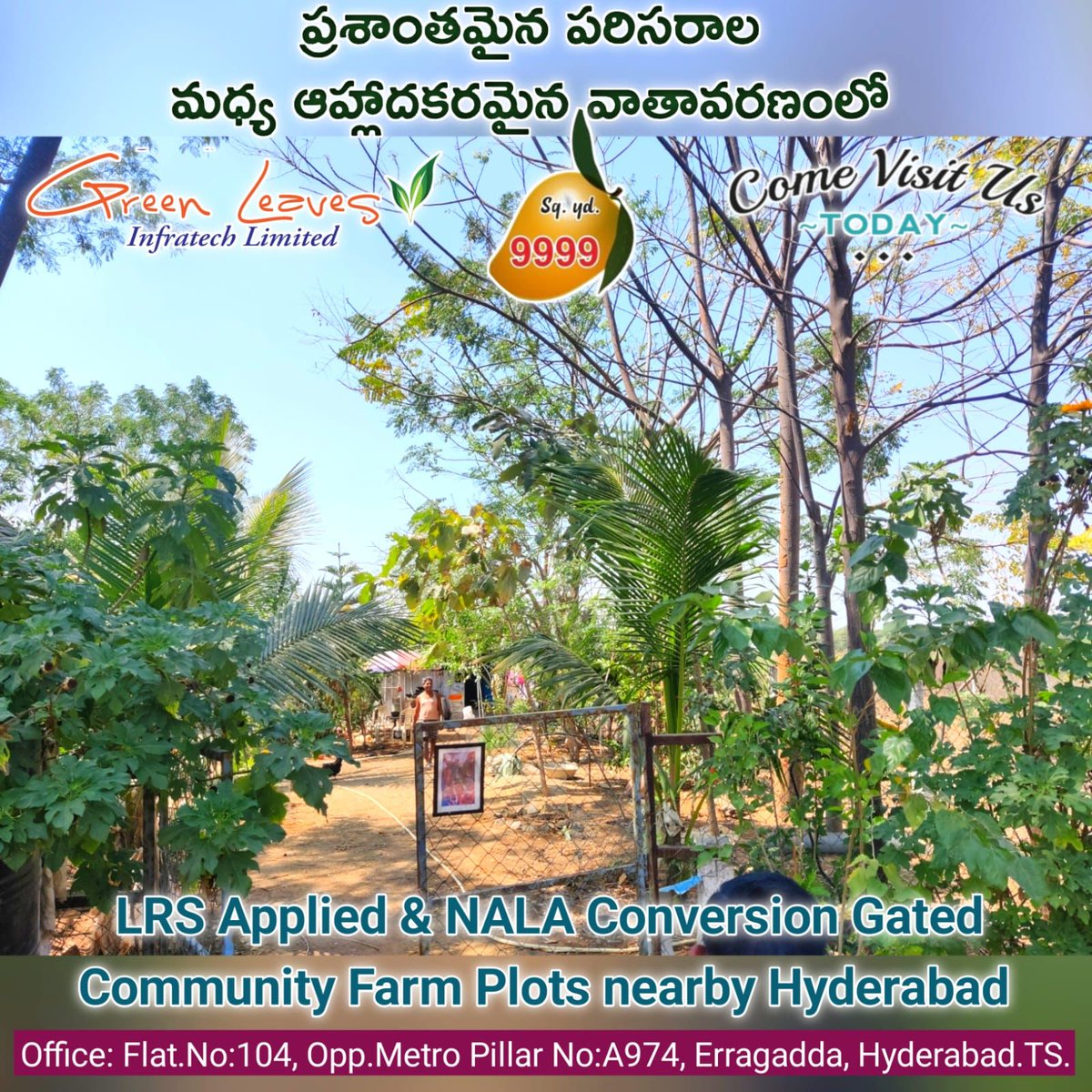 #MANGO TREE GATED COMMUNITY FARMLAND  SALE
Indresham near Patancheruvu

# LRS Applied Gated Community    
   Farmplots,
# Mango Tree Plantations with
    3 Yrs Maintenance and Lease,
# Lease Agreement provided,
 # 242sq.yrds plot ,Fencing, Gate provided.
 📲 7842352640
@Bairi999