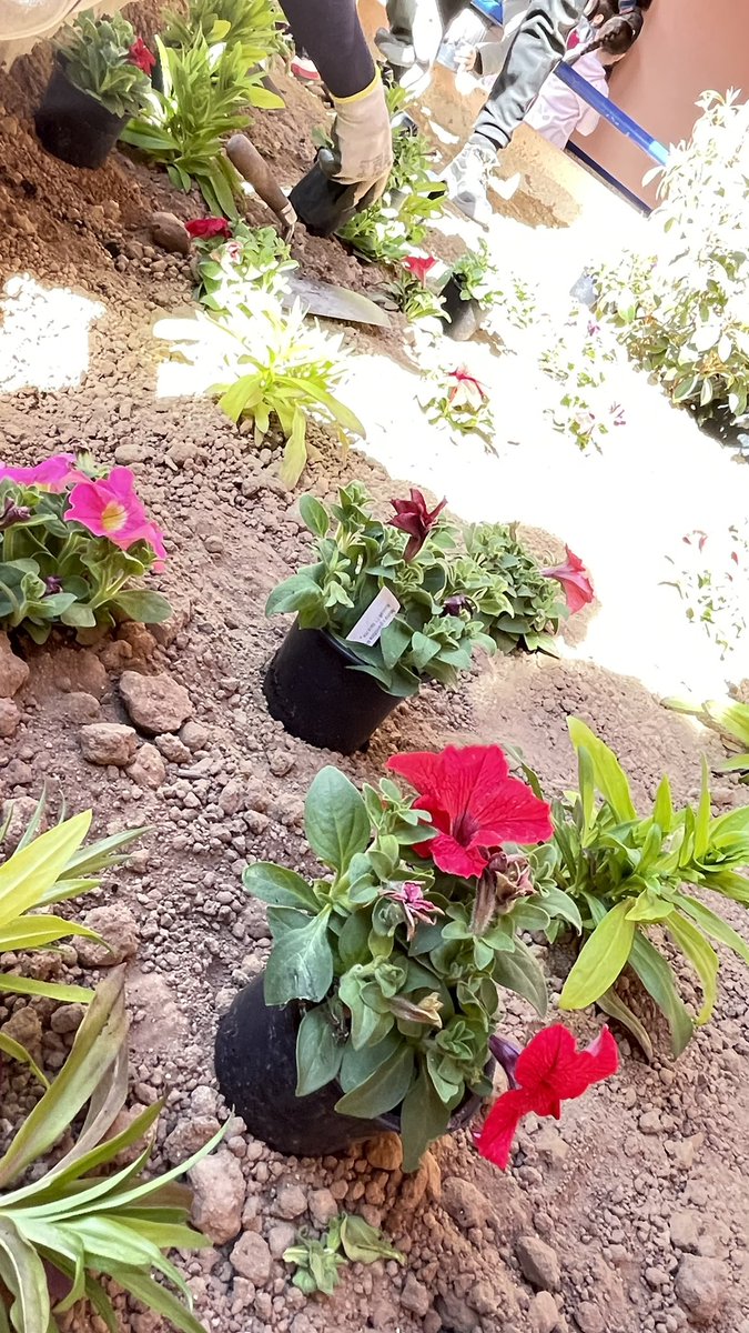 ceipseveriano's tweet image. Gracias al programa municipal “Plantamos por un futuro mejor” nuestros Cole va a quedar FLOREADO. 
🌹🌺💐🌸🌷🌻🥀
@AytoPenaranda 
#primaveraenelseve 
👧👦👧🏽👦👦🏼 🧒🏻 
#ceipseverianomonte #curso22-23 #siempreseve  #niñosfelices 
#nosgustatrabajarjuntas 
#megustamicole #yosoydelseve