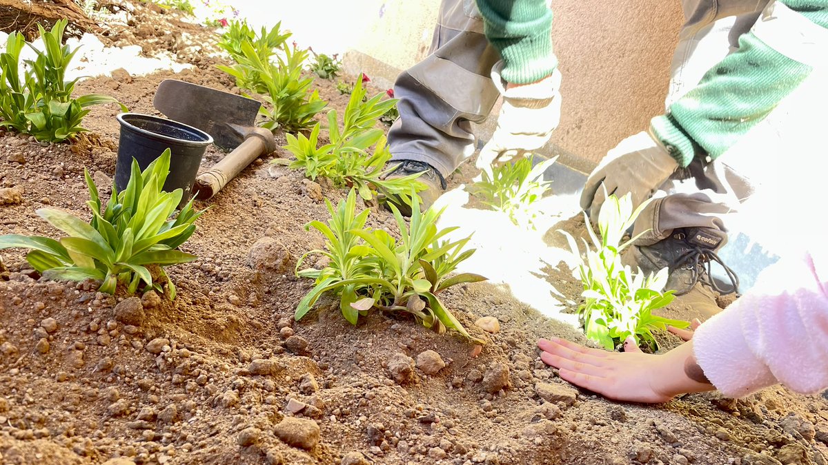 ceipseveriano's tweet image. Gracias al programa municipal “Plantamos por un futuro mejor” nuestros Cole va a quedar FLOREADO. 
🌹🌺💐🌸🌷🌻🥀
@AytoPenaranda 
#primaveraenelseve 
👧👦👧🏽👦👦🏼 🧒🏻 
#ceipseverianomonte #curso22-23 #siempreseve  #niñosfelices 
#nosgustatrabajarjuntas 
#megustamicole #yosoydelseve