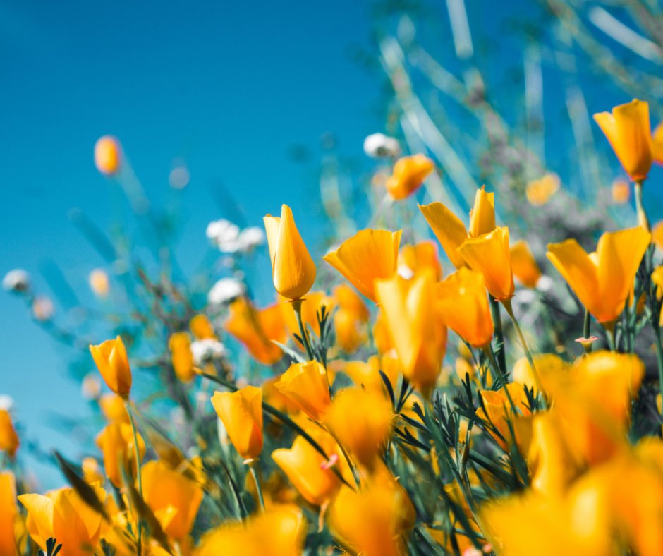 Join us on Thursday 13th April 2023 for our Spring Event at Steepleton. Enjoy complimentary food, refreshing drinks and music with the community. You will also have a chance to view some of our furnished apartments.

Please RSVP by:
📞 01666 848 219
📧 steepleton@lifestory.group