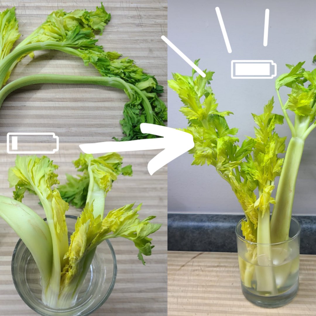Planning on throwing away your limp celery? Hold that thought! #WorldWaterDay was yesterday, so here's a tip to #PreventFoodWaste - just add water! As you can see, all this celery needed was a little hydration- then bam! Crisp and good as new! 
Pass it on 📣📣📣
#ReduceFoodWaste