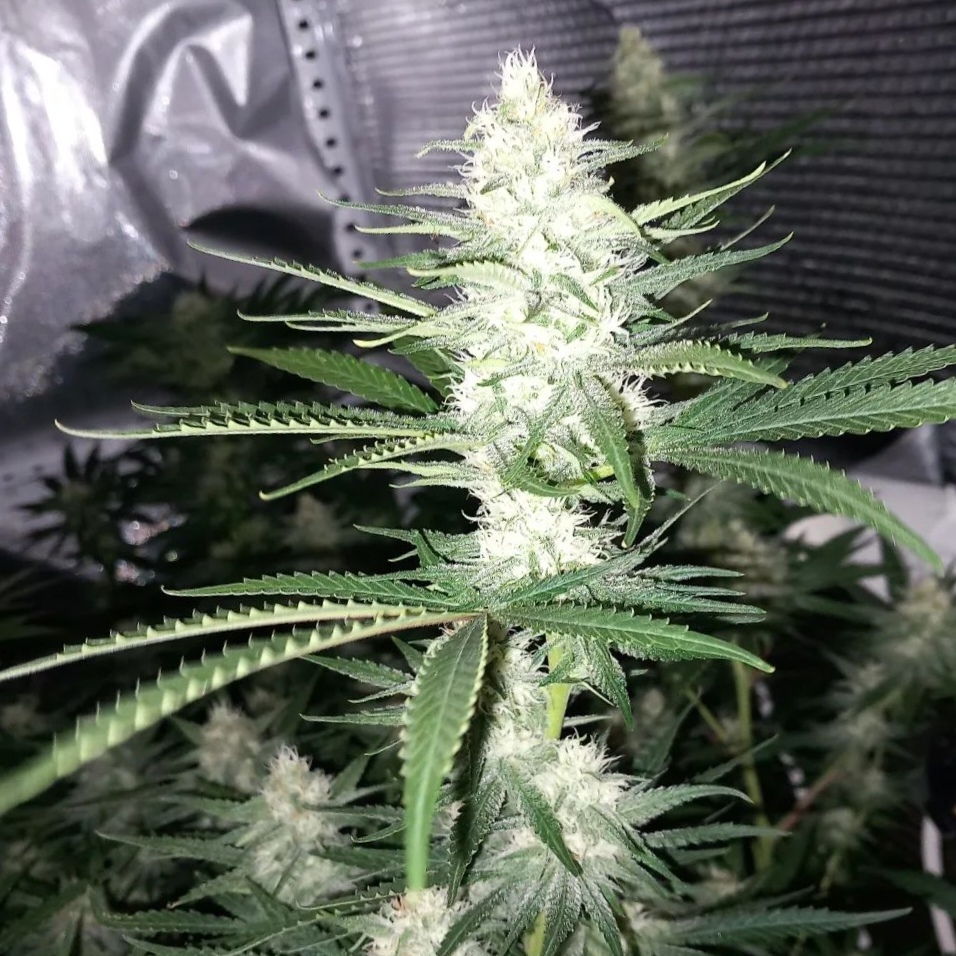 pyramidseeds's tweet image. Tutankhamon es una semilla que puede cultivarse perfectamente tanto en interior como en exterior, aunque se recomienda el cultivo en interior debido a lo rápido que florece con esta variedad (60 días). 

ow.ly/BEwe50NpU54

#hierba #autofloreciente #semilla