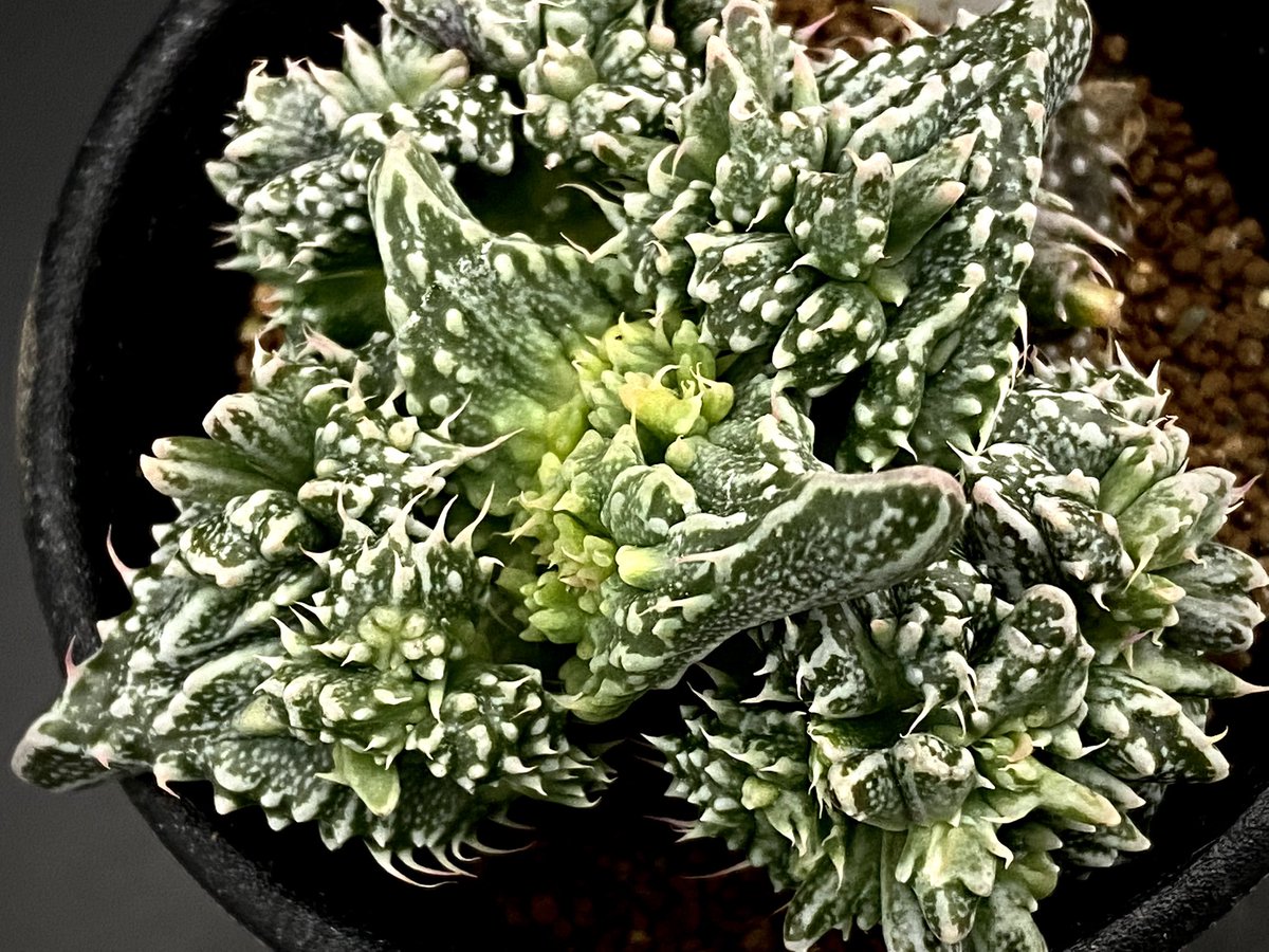 GakuAmbient's tweet photo. フォーカリア・'竜神の舞'

なかなかグロテスクな見た目（褒）

#フォーカリア
#多肉植物 https://t.co/rWDeJKz2nj