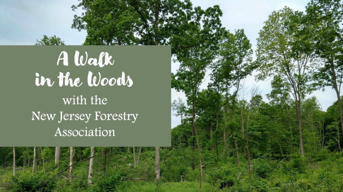 NJ_Forestry's tweet photo. Live Q&amp;A following tonight's BYF Talk plus upcoming "A Walk in the Woods" walks! https://t.co/34BaQeYO1l
https://t.co/KhUFRd77KW https://t.co/IKzth5UX4B