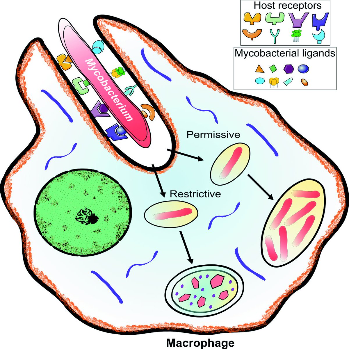 Kremer Laurent (@kremerlaurent1) on Twitter photo Excited to share our last review on the molecular basis and downstream immune consequences of mycobacteria-host cell interactions. Congrats to W Daher, J Karam and <a href="/VirginiaPichler/">Virginia Pichler</a>. Great discussions with <a href="/ONeyrolles/">Olivier Neyrolles</a>.
doi.org/10.1093/femsre… Excited to share our last review on the molecular basis and downstream immune consequences of mycobacteria-host cell interactions. Congrats to W Daher, J Karam and <a href="/VirginiaPichler/">Virginia Pichler</a>. Great discussions with <a href="/ONeyrolles/">Olivier Neyrolles</a>.
doi.org/10.1093/femsre…