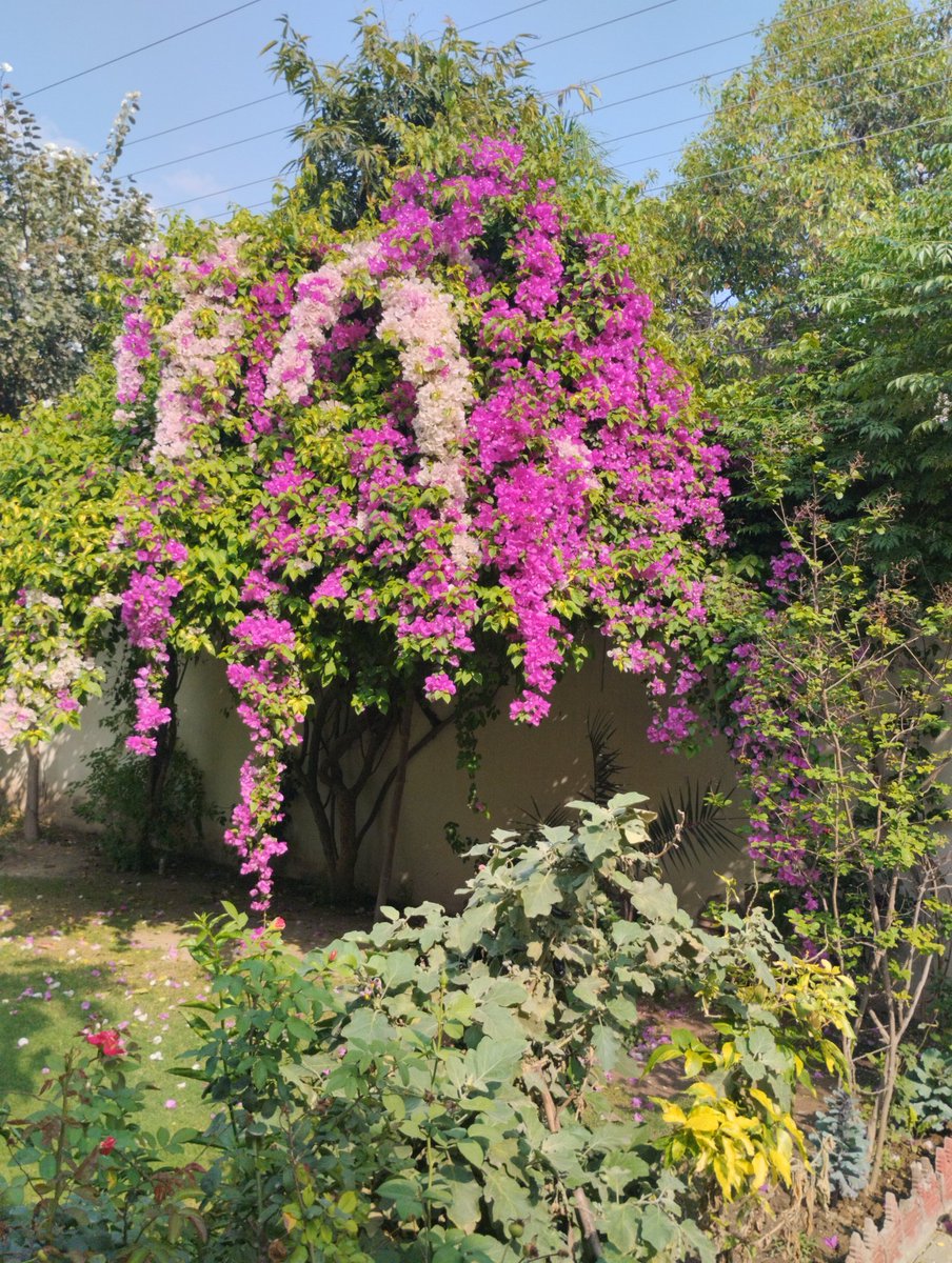 Siddique Awan tweet media